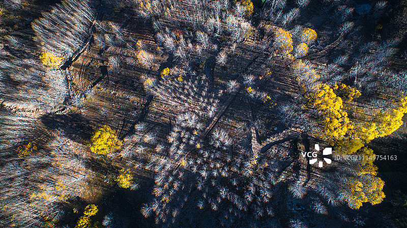 林场 秋天 航拍森林 小树林图片素材