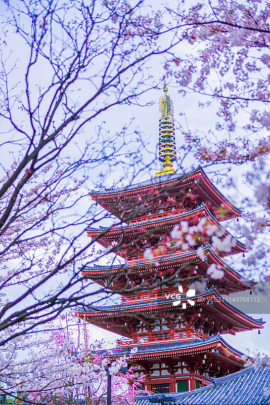 日本樱花图片素材