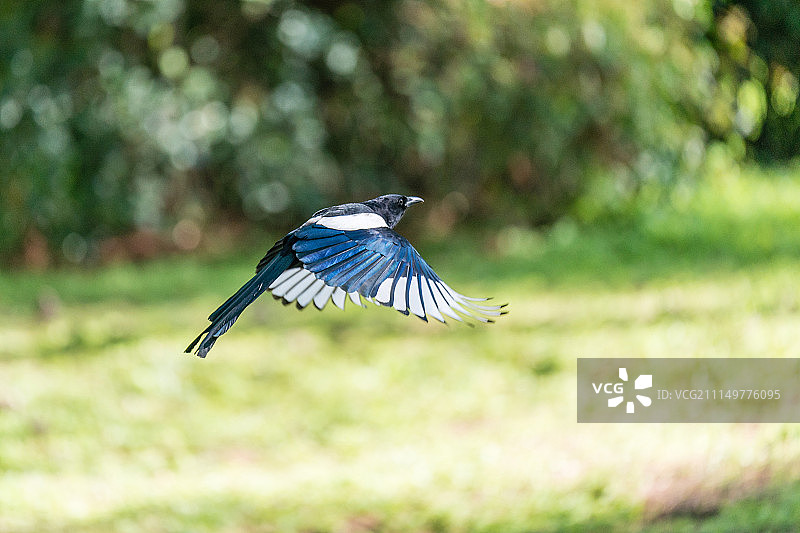 报春鸟图片素材