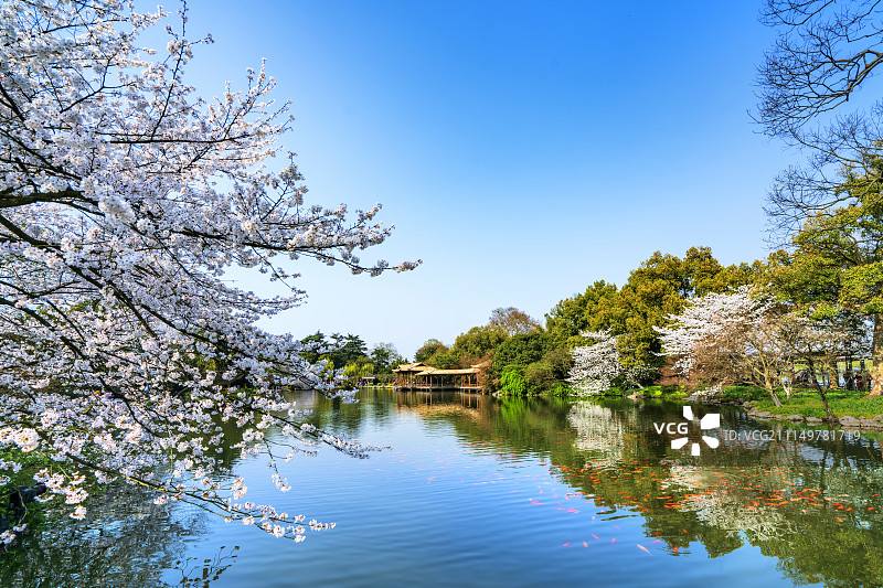 杭州花港观鱼图片素材