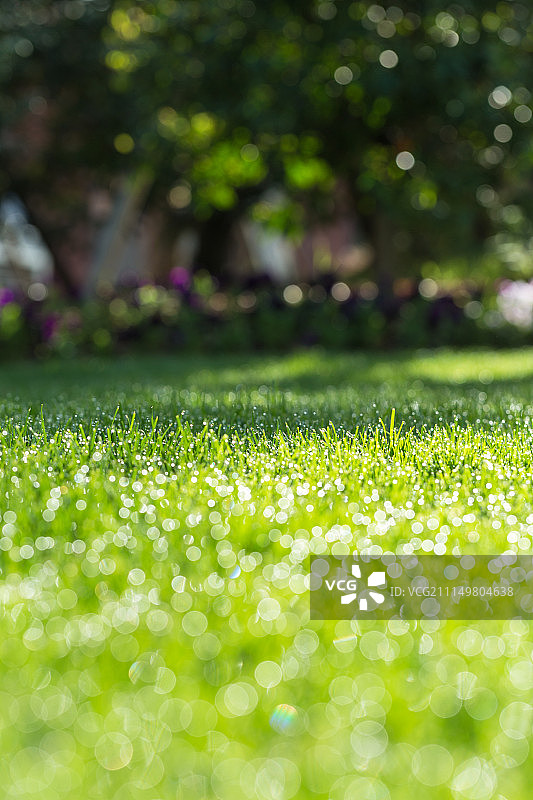 草地雨露低角度清晨光线下特写图片素材