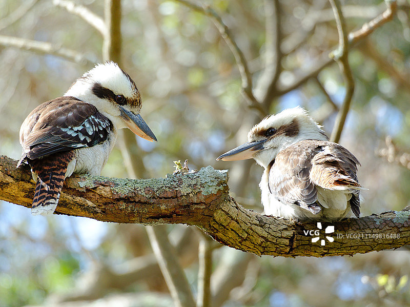 笑翠鸟图片素材