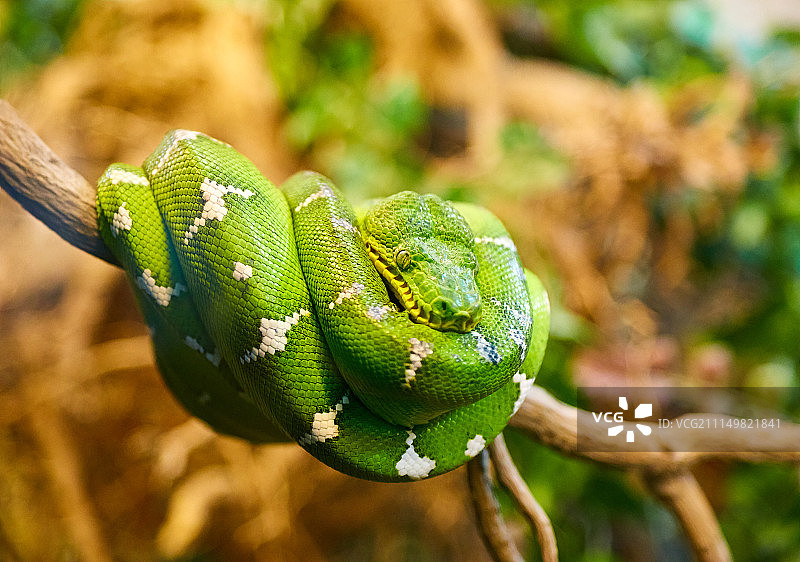 青树Python图片素材