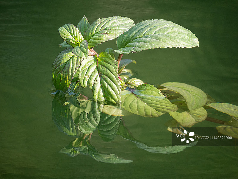 水生植物图片素材