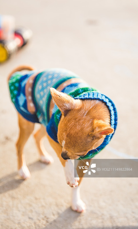 穿毛衣的迷你吉娃娃图片素材