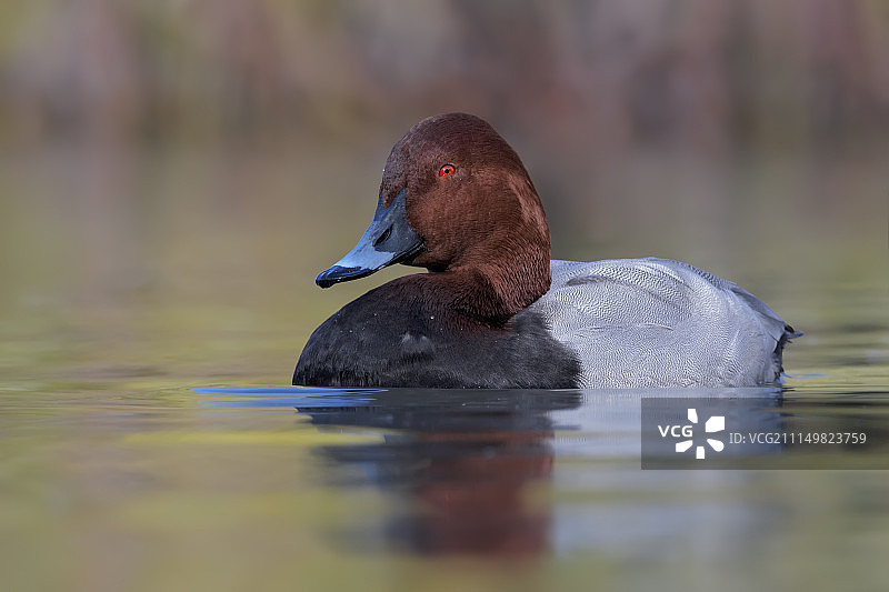 红头潜鸭图片素材