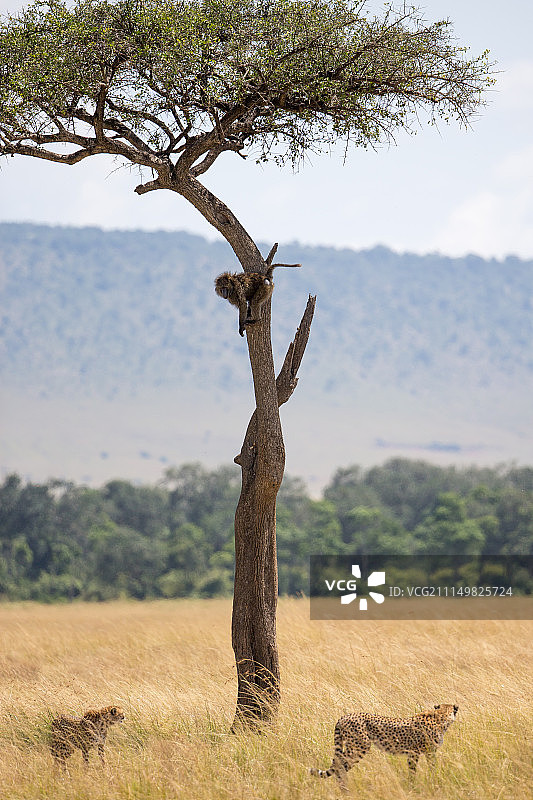 马赛马拉图片素材