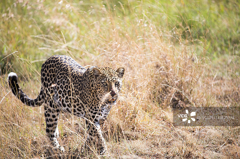 马赛马拉图片素材