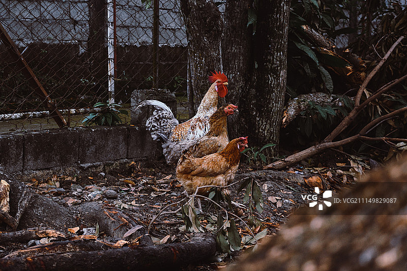 三只小鸡图片素材