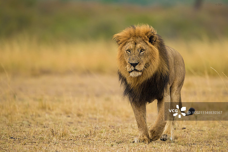 狮子王！图片素材