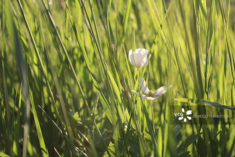 野外开花植物特写图片素材