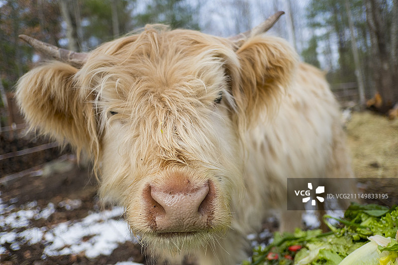 高地牛图片素材