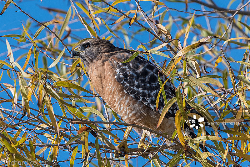 眼皮底下图片素材