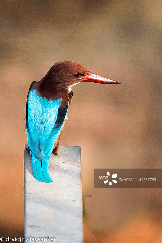 白喉翡翠图片素材
