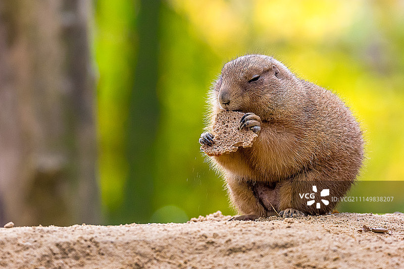 吃面包的草原犬鼠图片素材