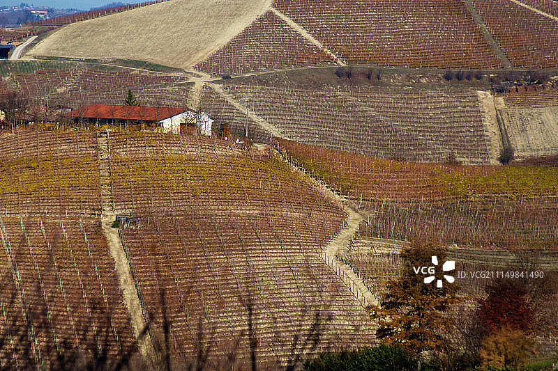 葡萄藤图片素材