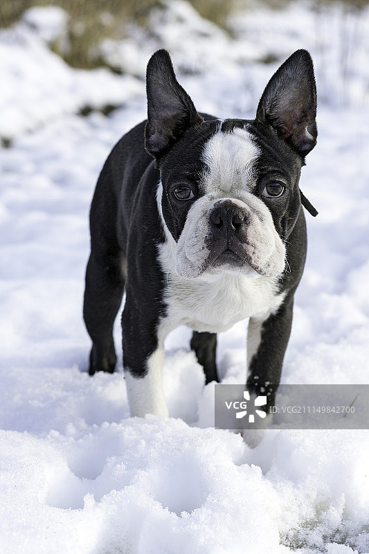 波士顿梗犬图片素材