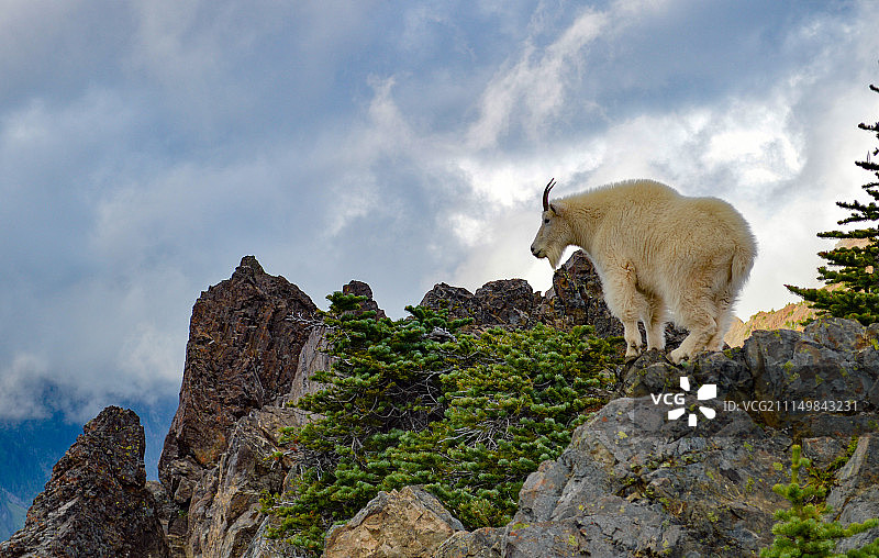 埃莉诺山顶上的野山羊图片素材