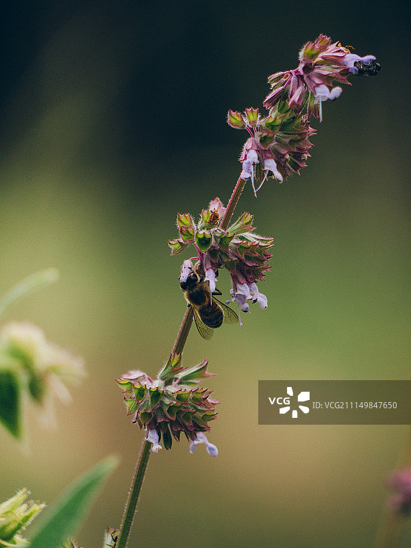 忙碌的蜜蜂图片素材