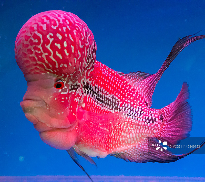 花纹鱼图片素材