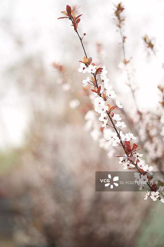 浪漫春天-紫叶李小白花特写图片素材