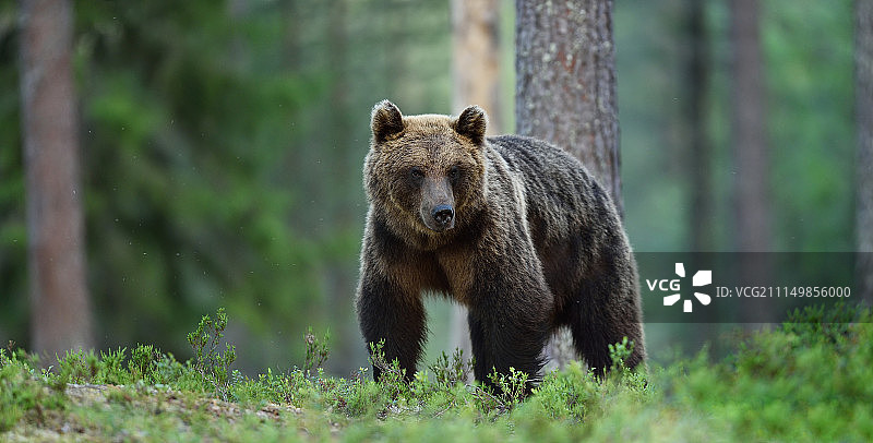 森林风景中的棕熊图片素材