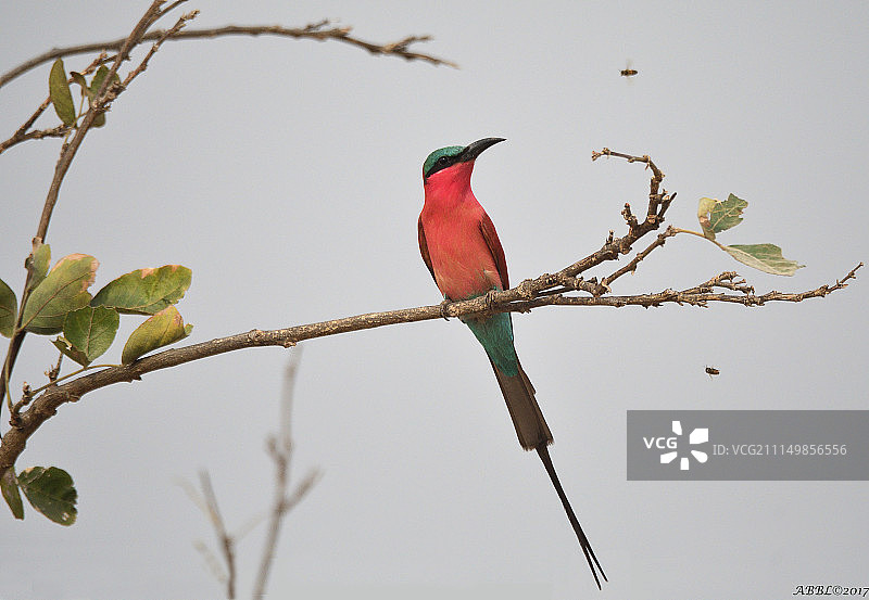 早餐飞起来了！图片素材