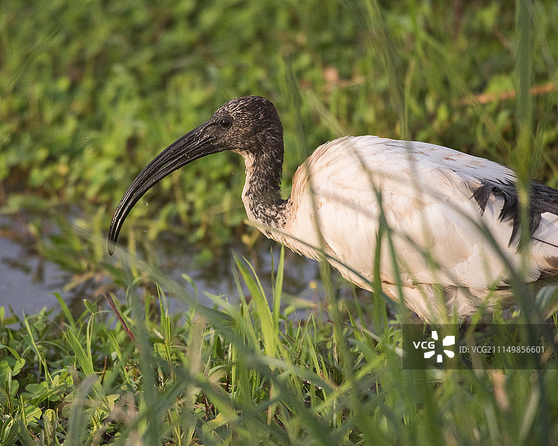 神圣的埃及圣鹮图片素材