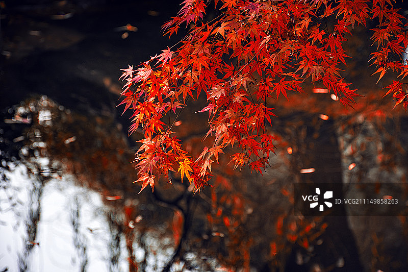 摄影师：墨染图片素材