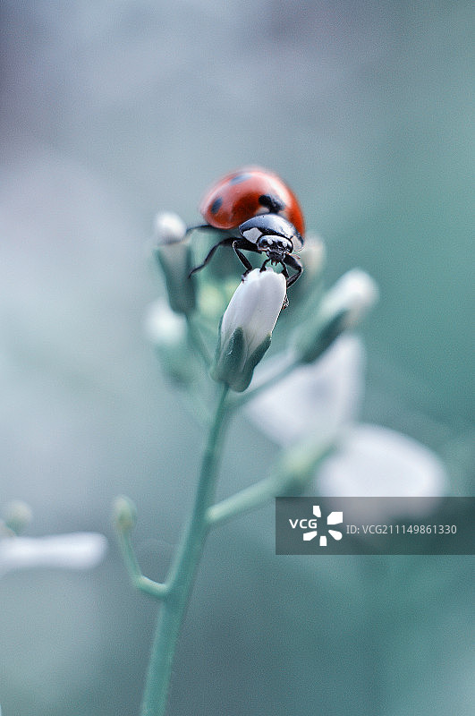 瓢虫图片素材