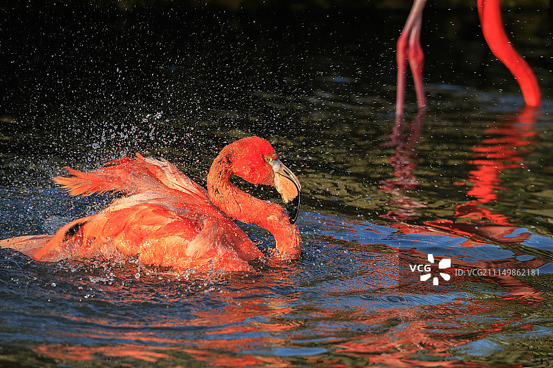 火烈鸟清洗图片素材