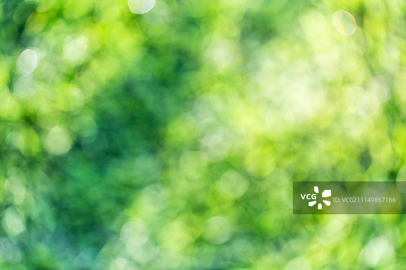 清晨的草地背景素材图片素材