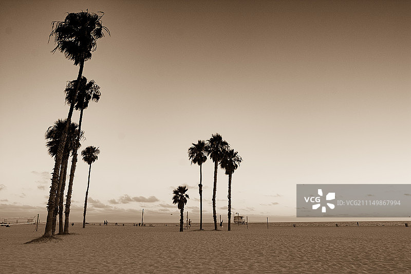 圣莫尼卡棕榈树图片素材