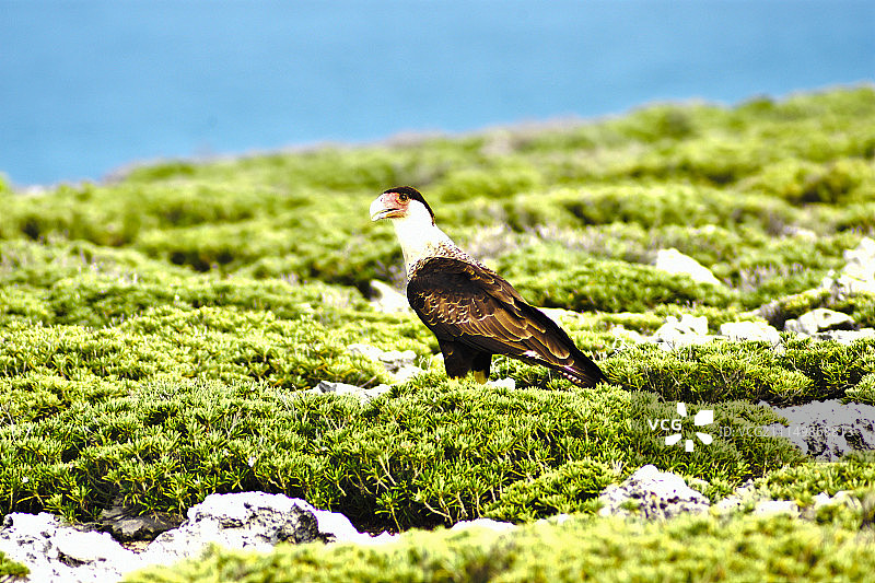 瓦拉瓦拉鸟图片素材