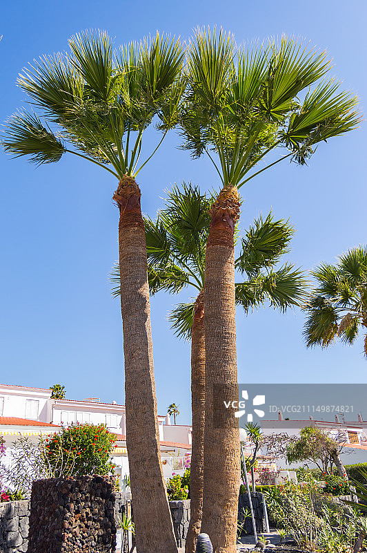 圣克鲁斯岛小径上的三棵棕榈树图片素材