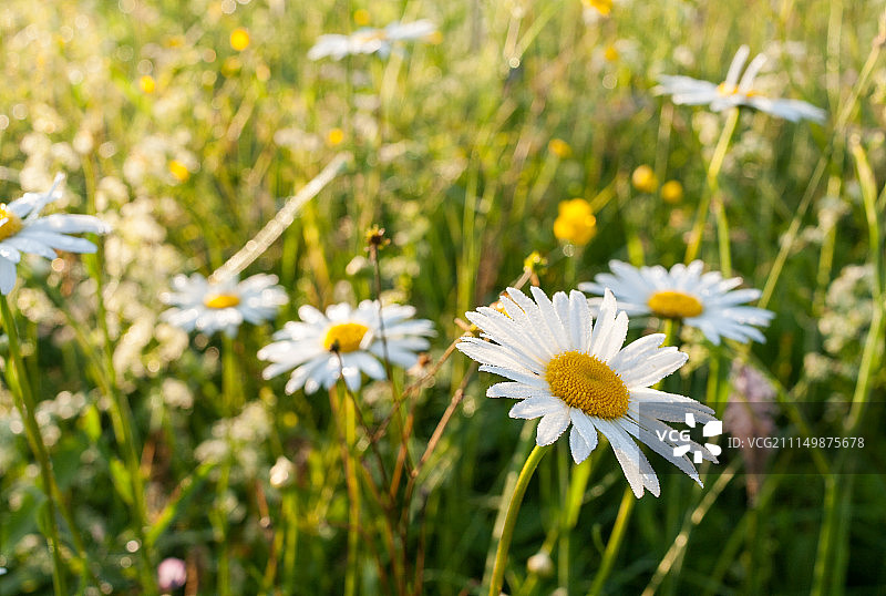 绿草地上，阳光照耀着沾满露珠的白色甘菊，选择性聚焦图片素材