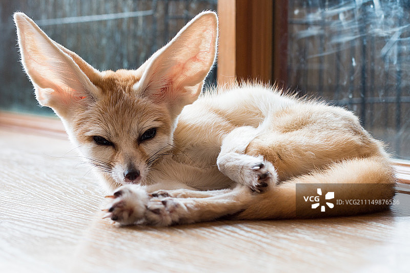 一岁大的小狐狸，正面俯视图片素材