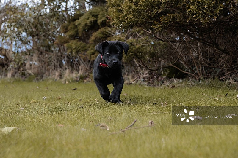 拉布拉多幼犬图片素材