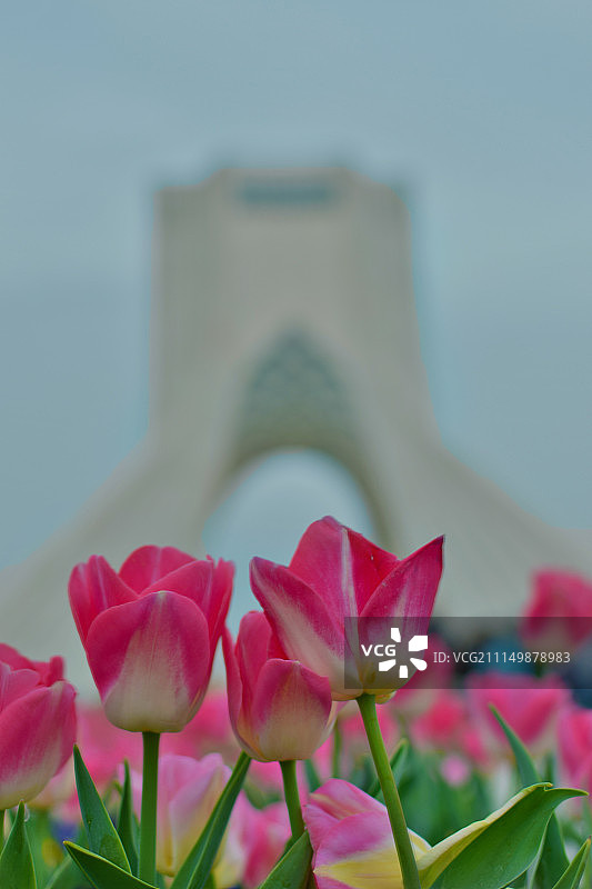 阿扎迪塔图片素材