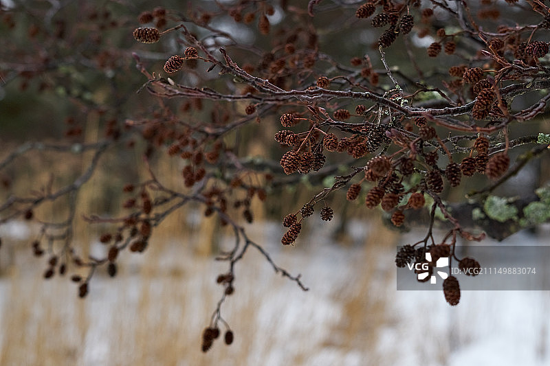 带有球果的树枝图片素材