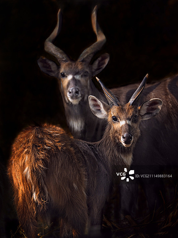 大羚羊图片素材