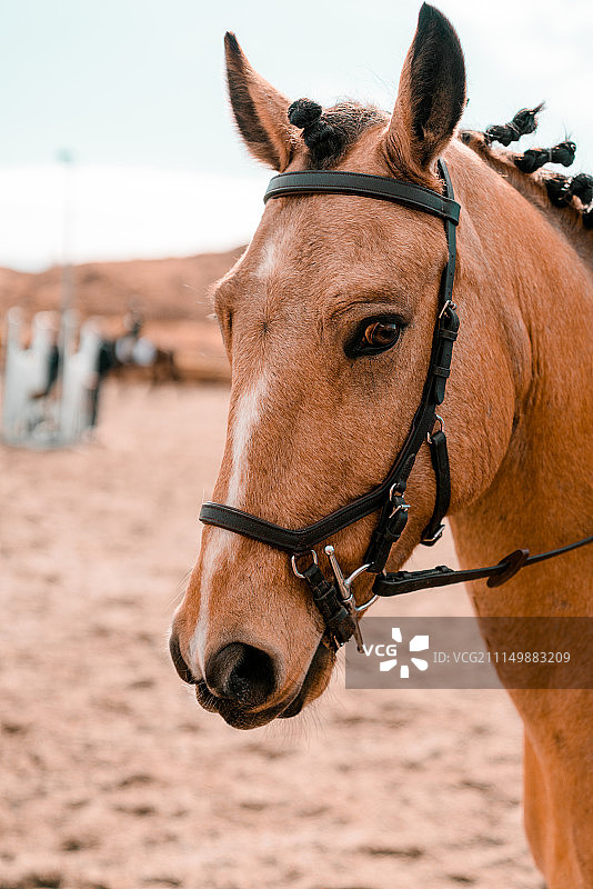 基利贝格斯马展图片素材