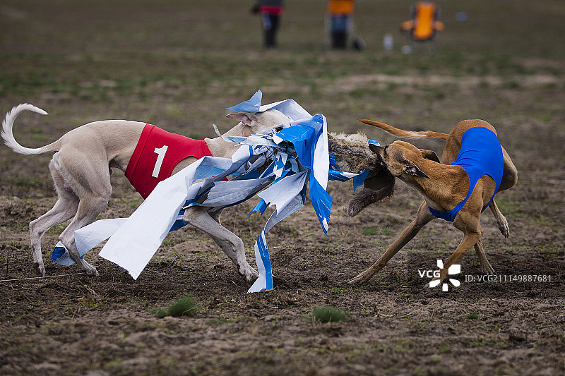 惠比特犬在田野里奔跑图片素材