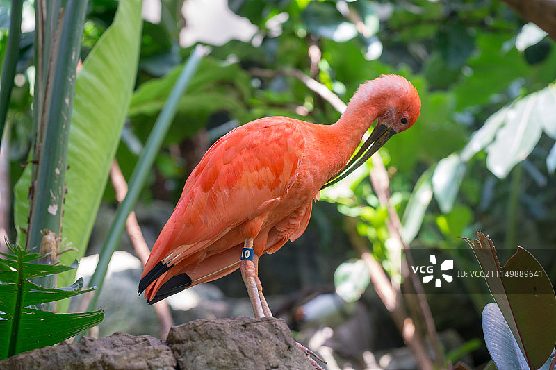 中央公园动物园图片素材