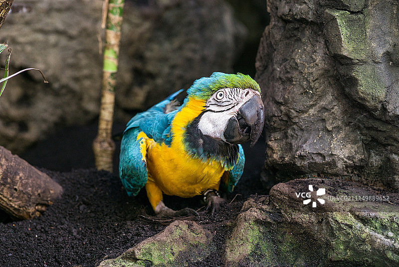 中央公园动物园图片素材