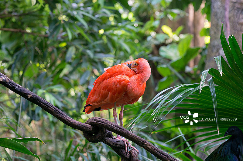 中央公园动物园图片素材