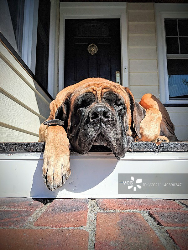 慵懒的一天图片素材