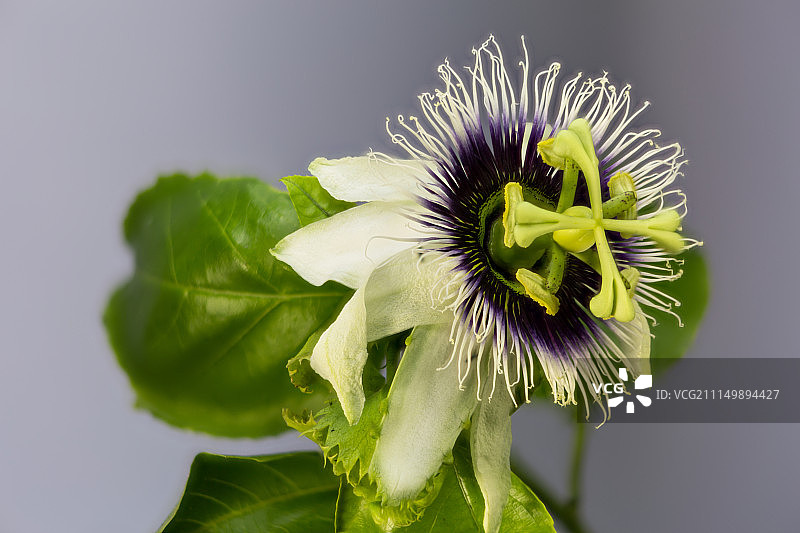 百香果花图片素材