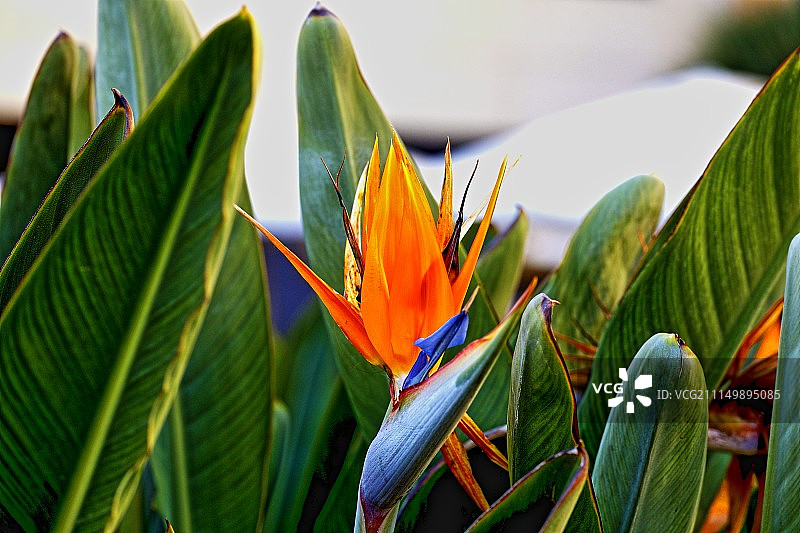 天堂鸟图片素材