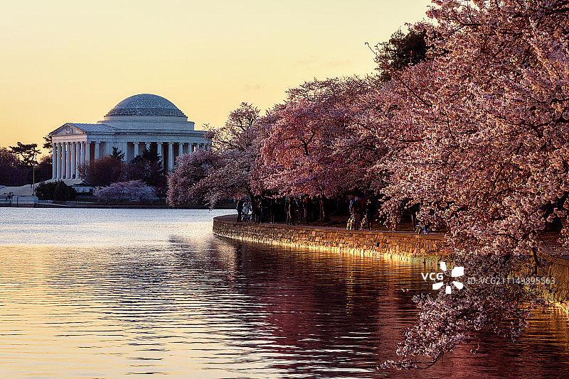 杰斐逊纪念堂的樱花日出图片素材